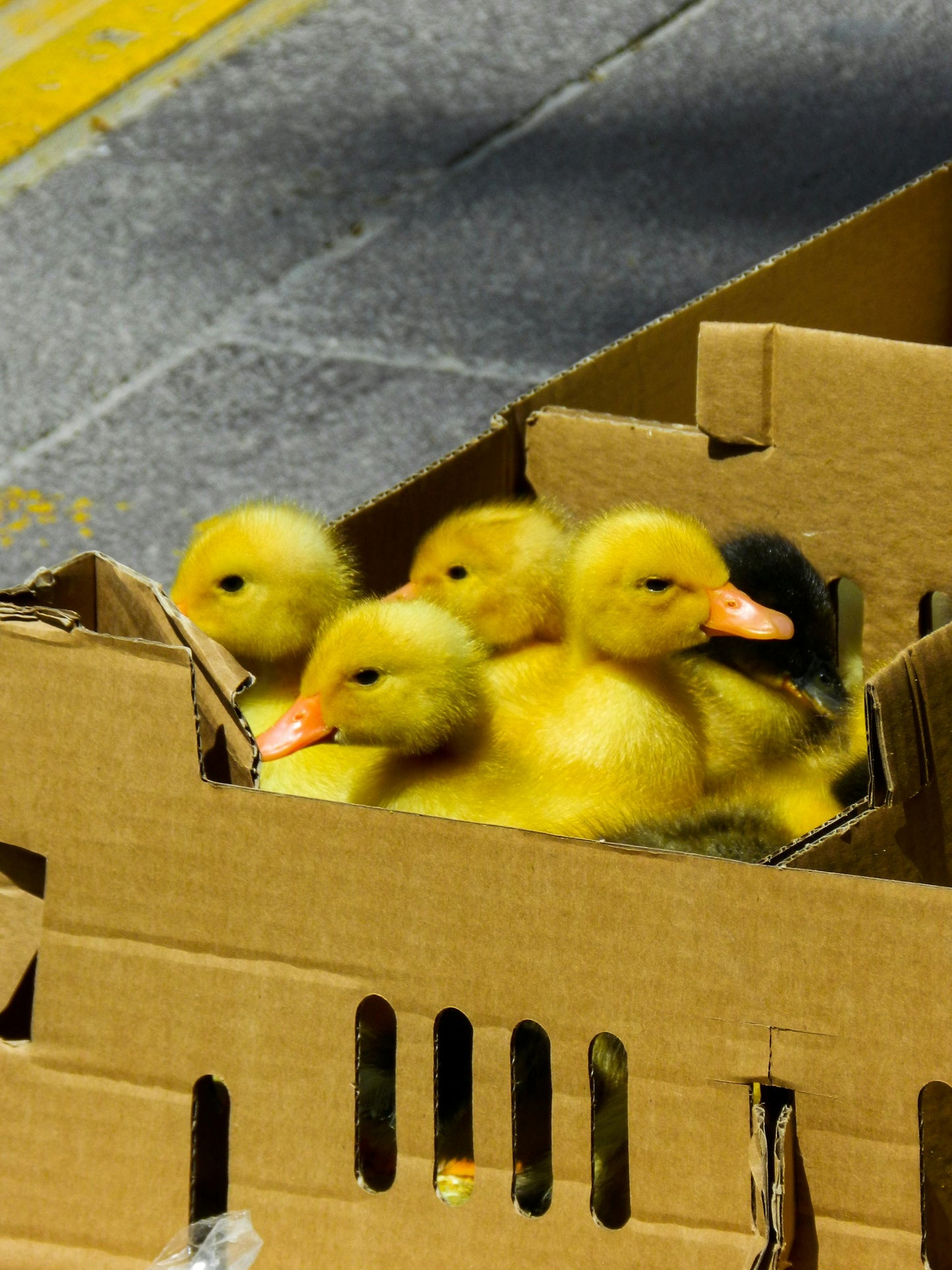 Pekin Ducklings
